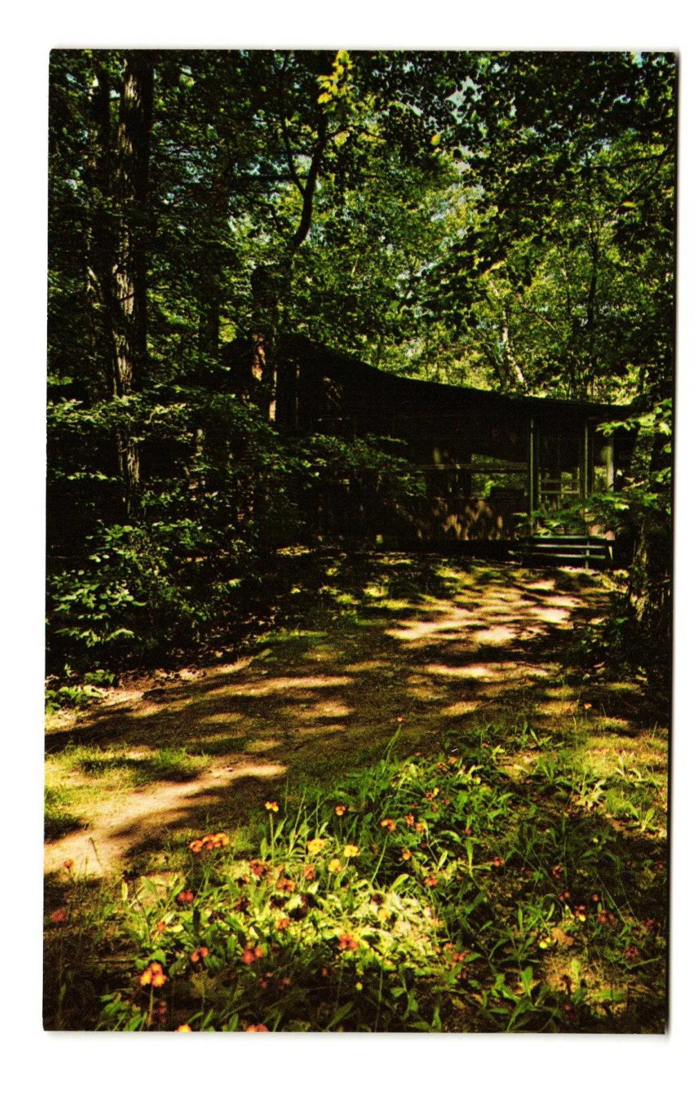 Wildflowers on path to Daybreak Cottage Woodruff WI VTG postcard UNP