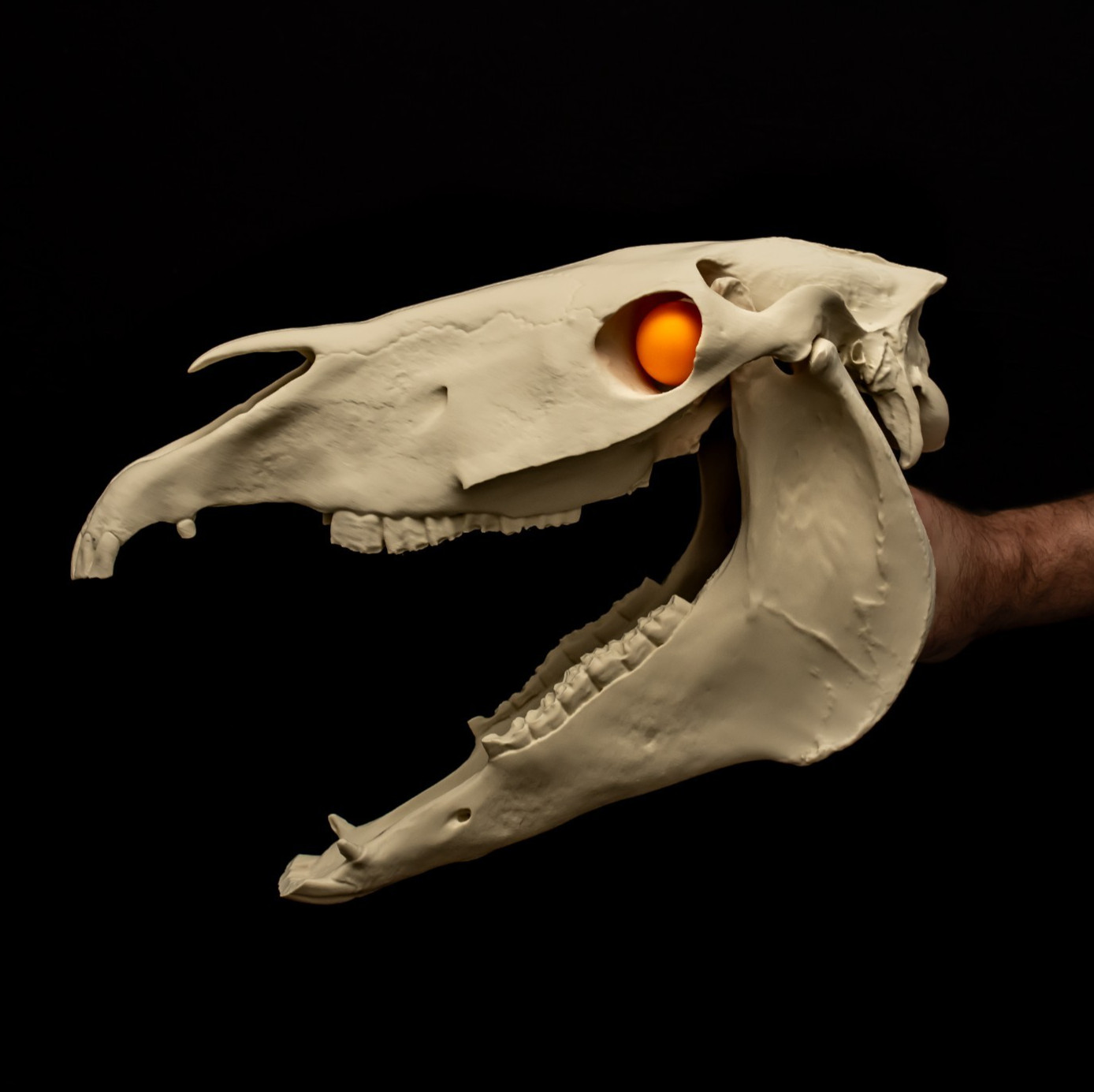 Mari Lwyd Skull Replica Welsh Folk Costume Horse Skull Hinged Jaw Prop 17in