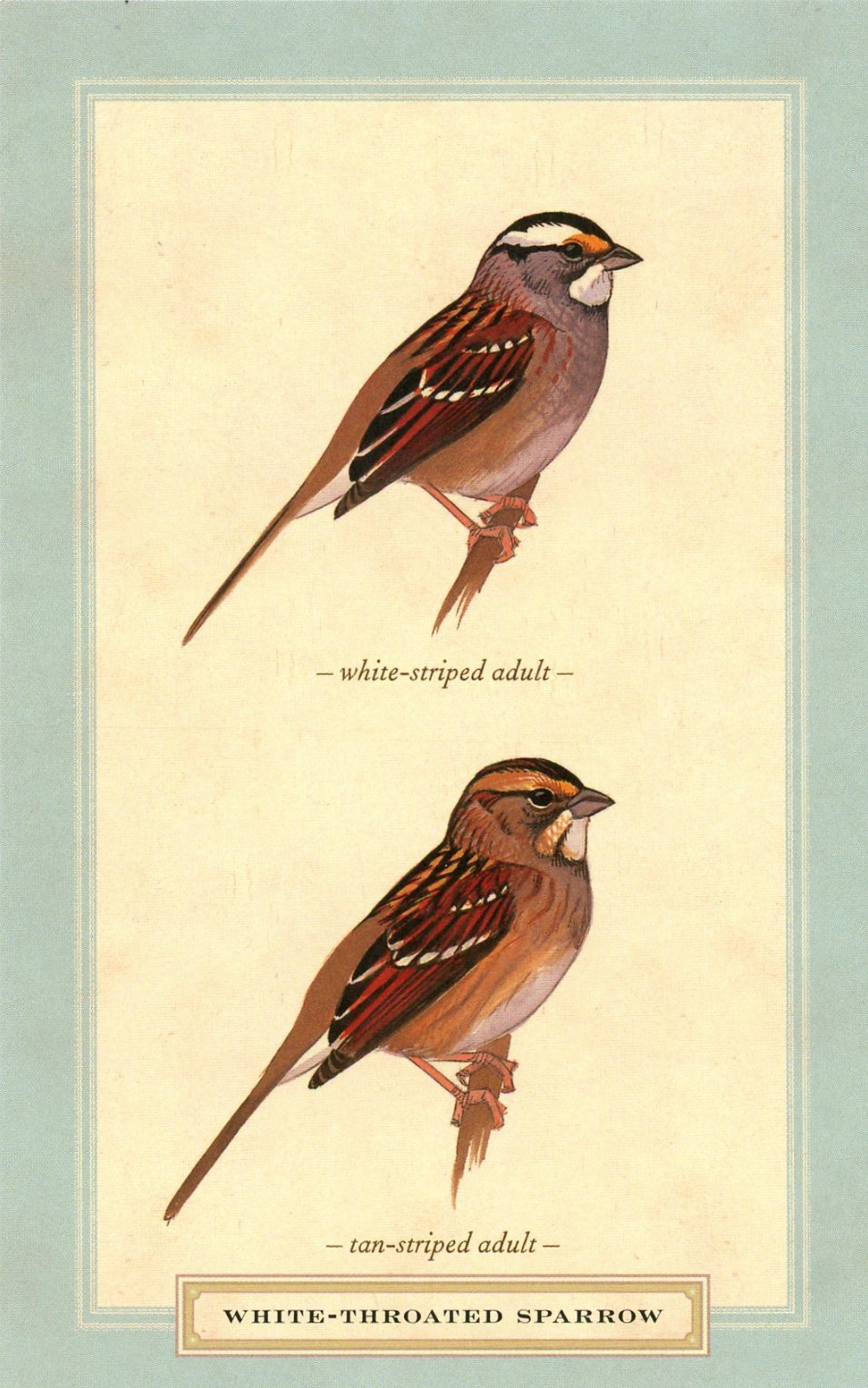 White-Throated Sparrow, Adult, David Sibley (American, 1961-) --New POSTCARD