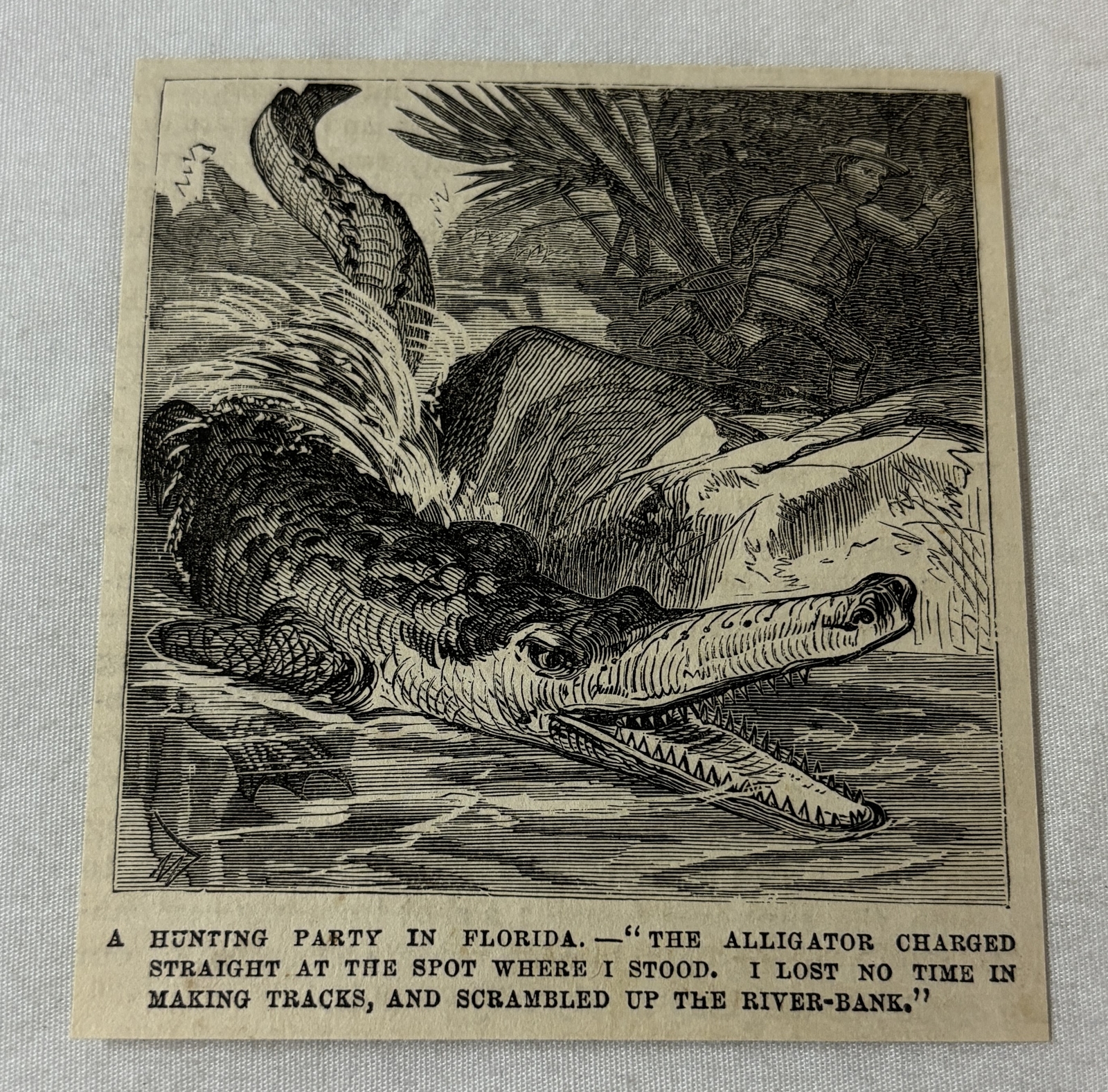 1881 magazine engraving ~ HUNTER RUNNING FROM FLORIDA ALLIGATOR