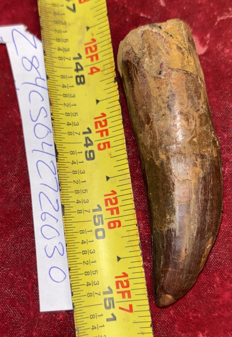 Rare Carcharodontosaurus Dinosaur Tooth T Rex Cousin 95 Mil Yrs Fossil 3 1/4”