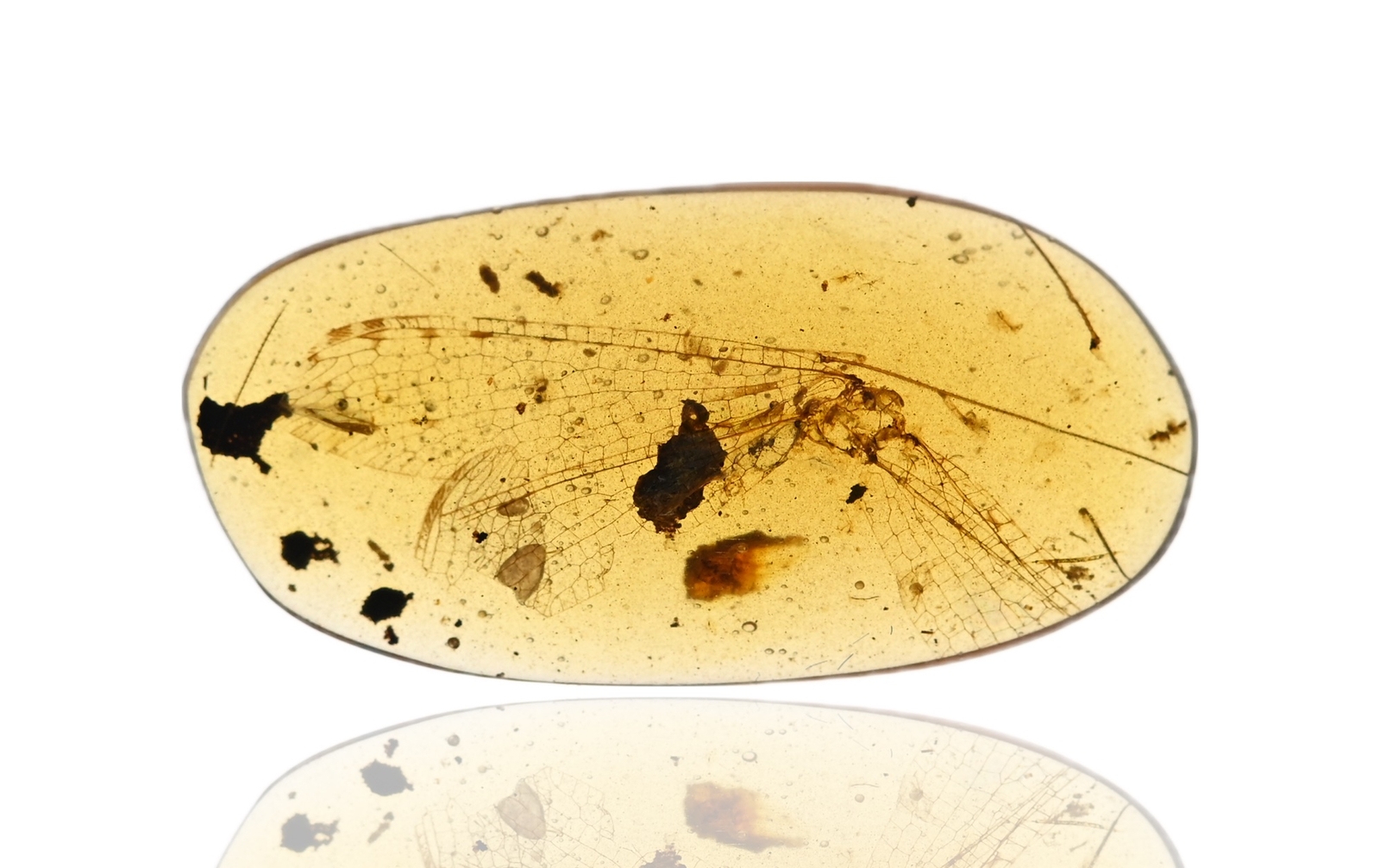 RARE Zygoptera (Damselfly), Fossil insect inclusion in Burmese Amber