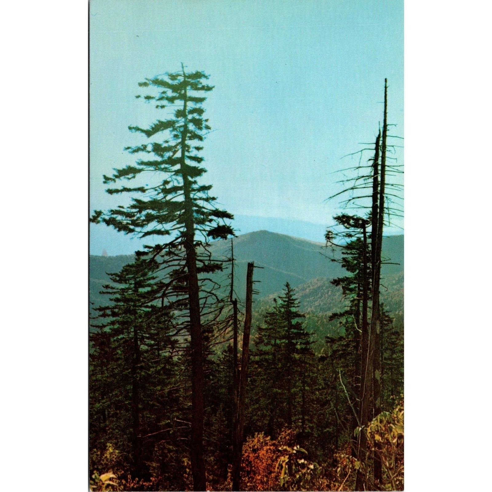 Early Morning Scene From Clingman\'s Dome Vintage Postcard SPJ8
