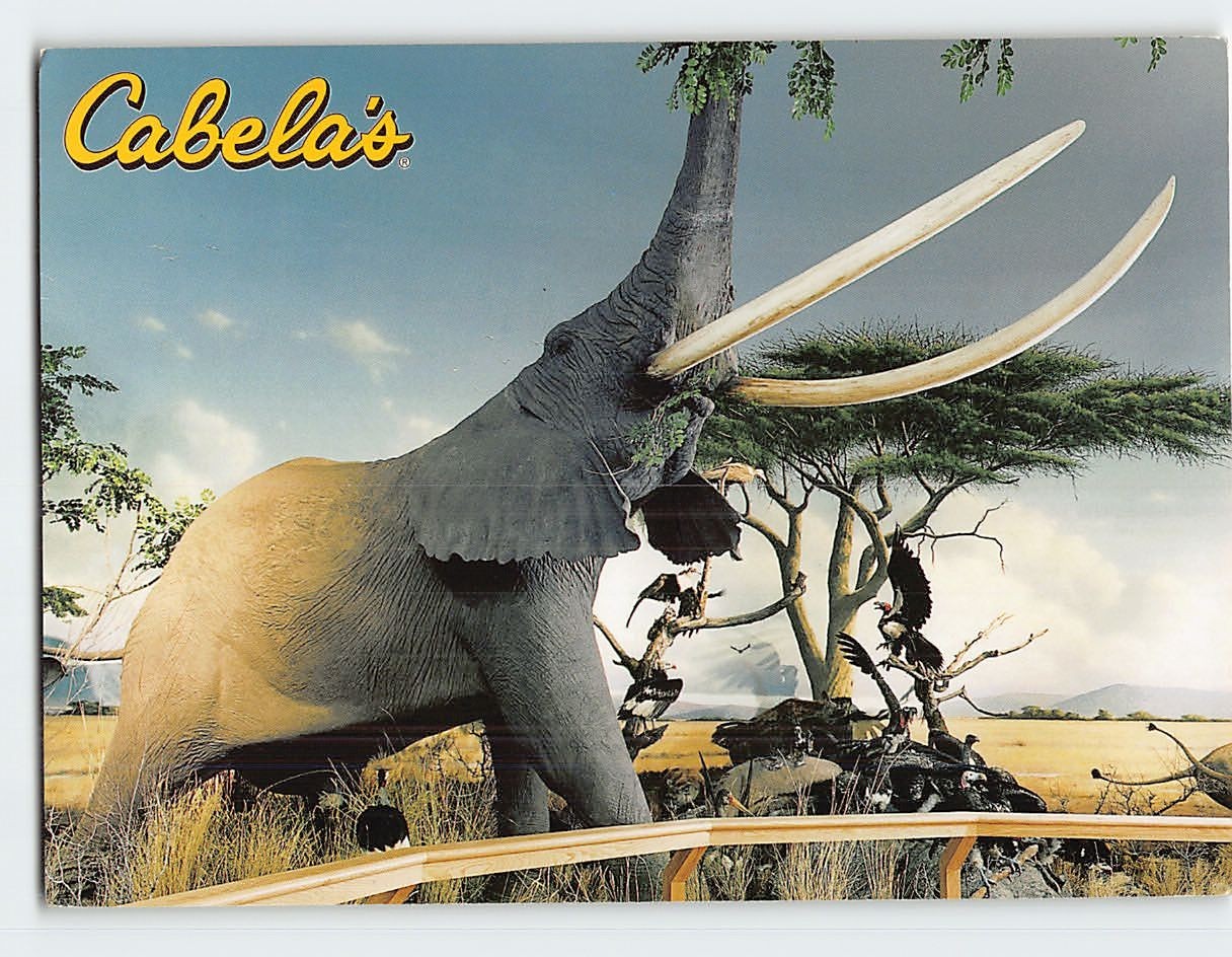 Postcard African dioramas Cabelas Owatonna Minnesota USA