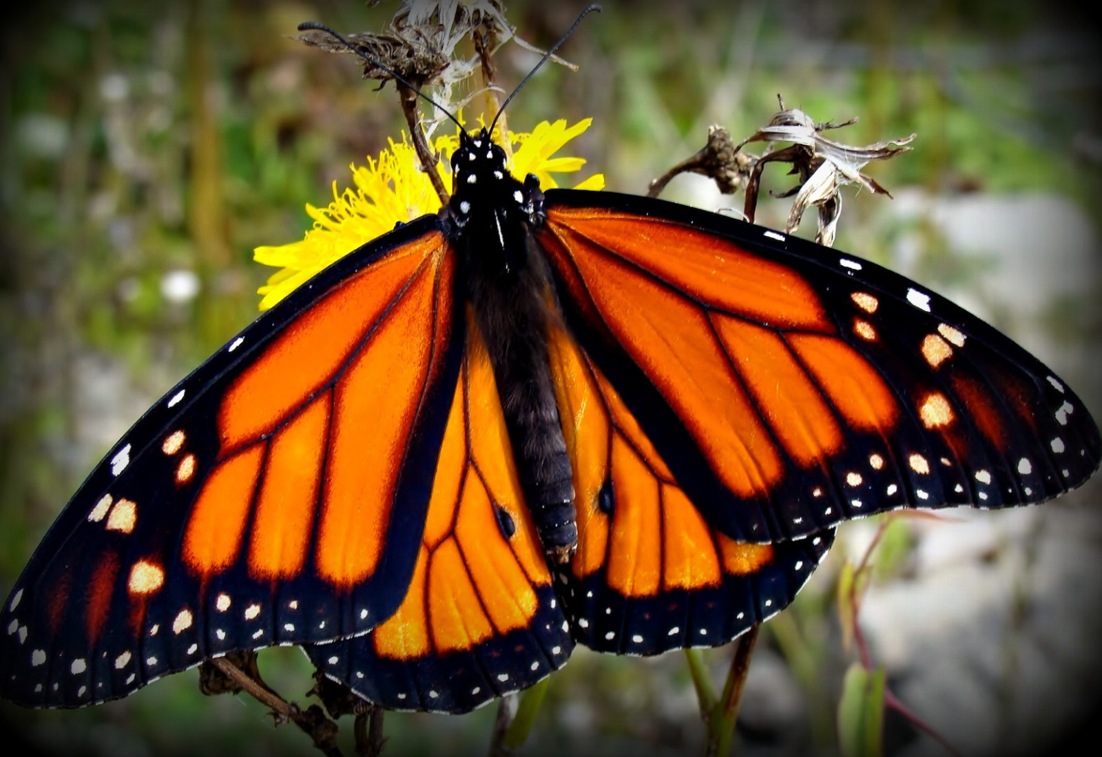 LOT OF 2 DANAUS PLEXIPPUS (MONARCH BUTTERFLY) UNMOUNTED