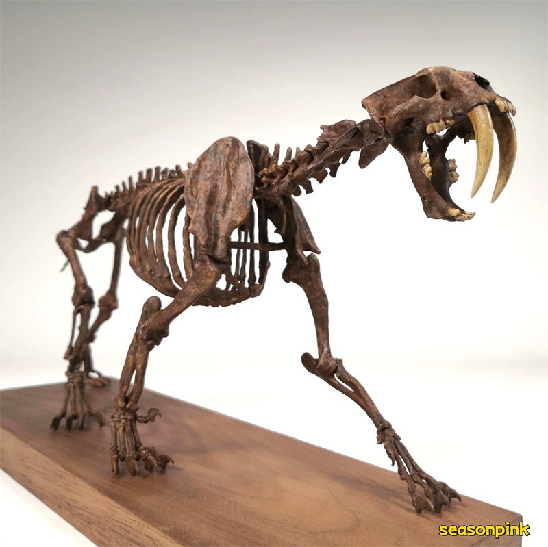 1/10 Smilodon populator Statue Skeleton Model Animal Model Display Leight 11.81