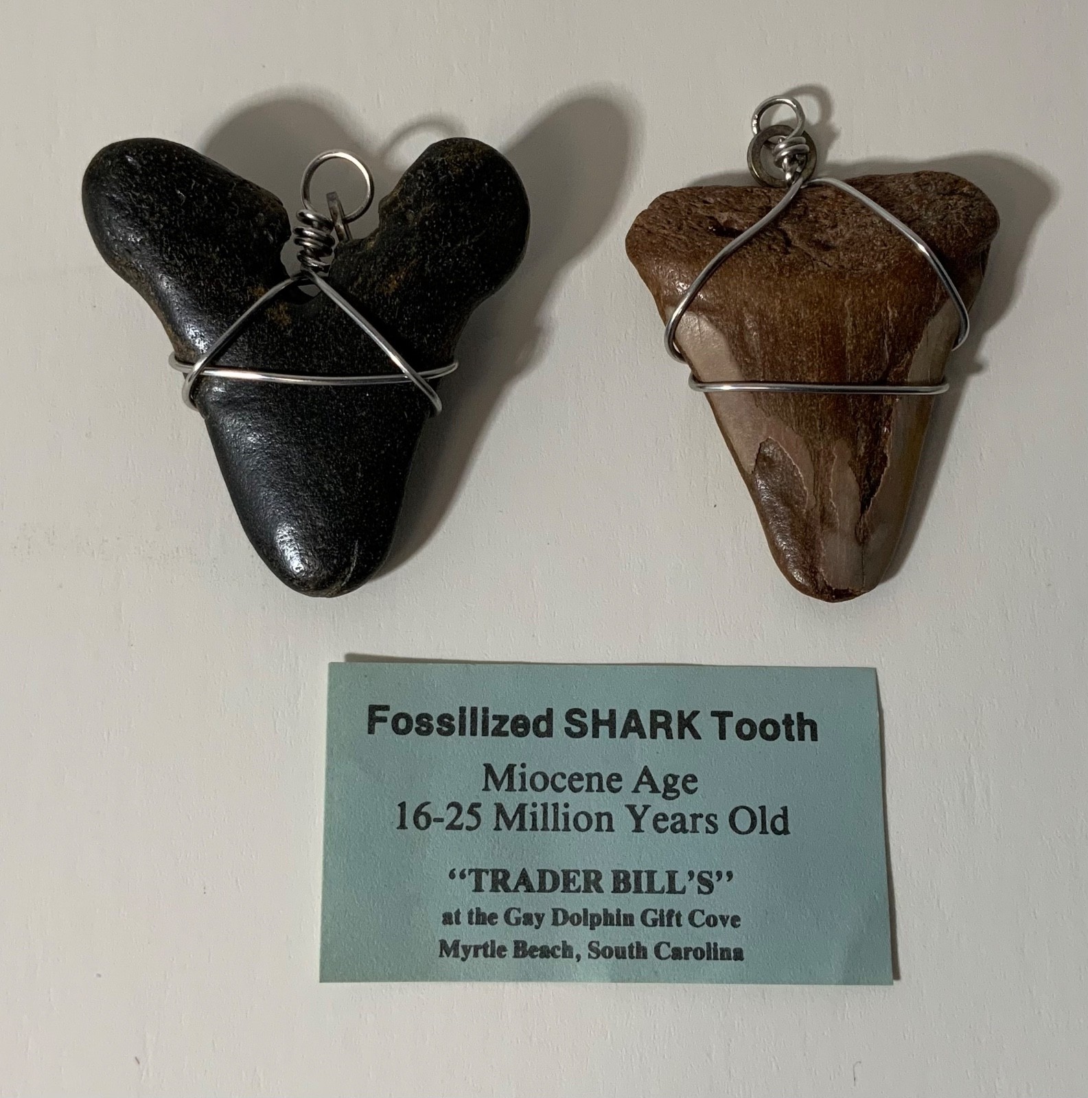 Fossilized Shark Tooth Pendant Lot (2) Wire Added Miocene Age Black & Brown