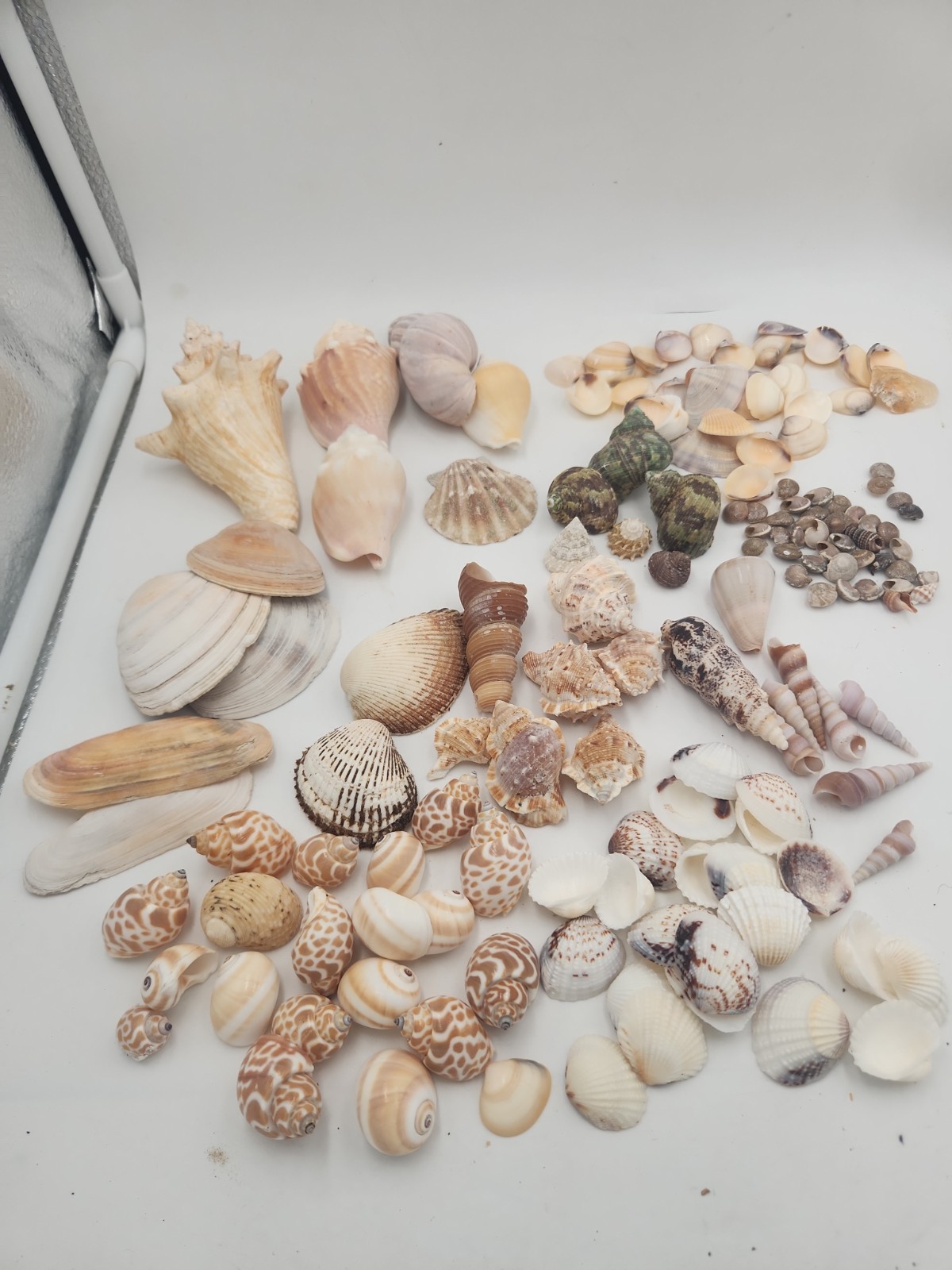 Huge Lot Of Sea Shells (Lot 3)
