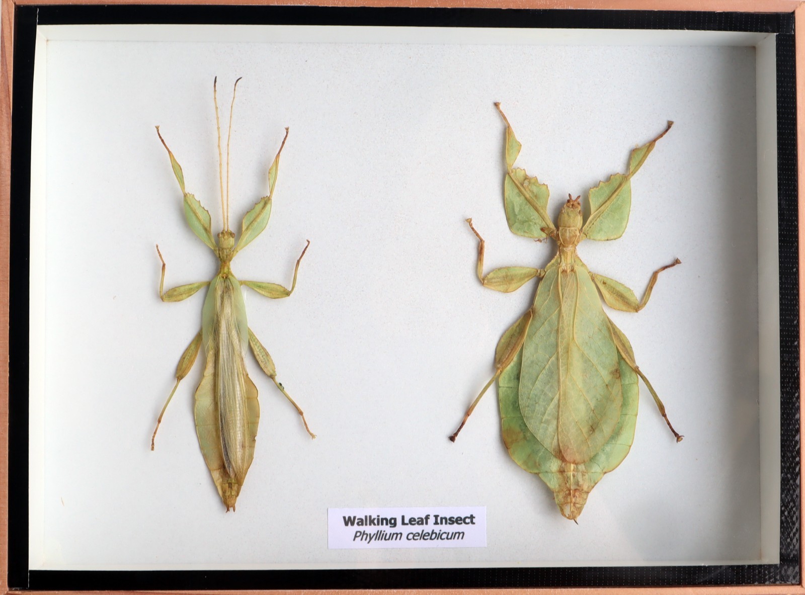 Real Walking Leaf phyllium Insect Male&Female Taxidermy Display 3D Wooden Box