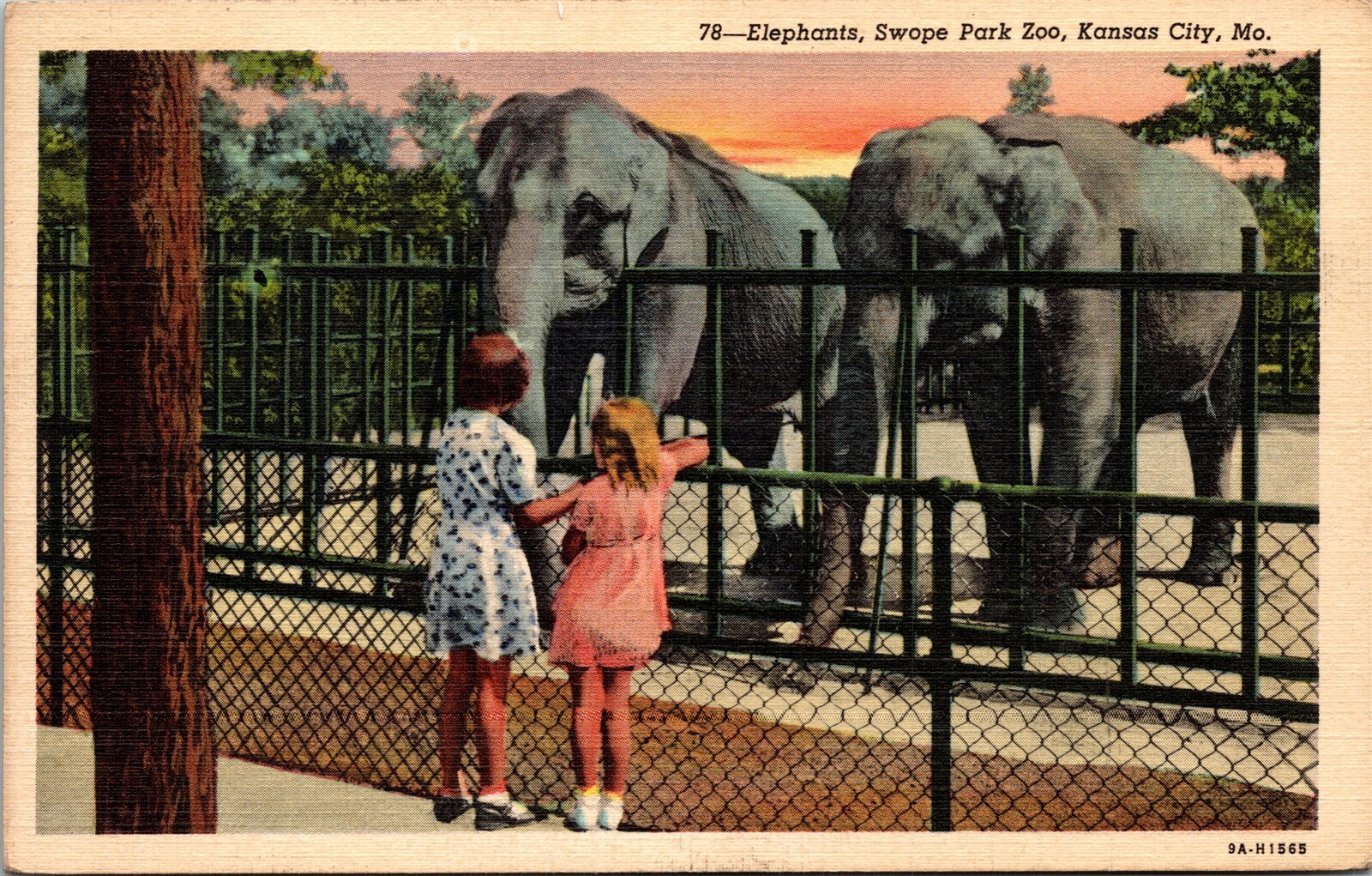 Postcard Missouri Kansas City Children Look at Elephants Swope Park Zoo 1943 V71