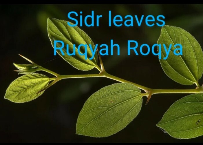  dried Sidr leaves,lote Leaves Ruqyah, Roqya, Destroy Magic and Evil Eye,2 oz.