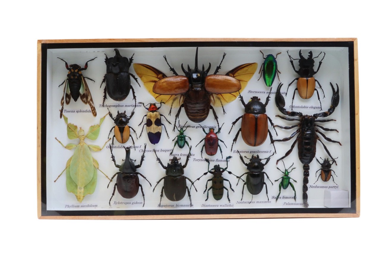 Framed 5-Horn Rhino Beetle, Blue Cicada, Leaf Mantis & Scorpion