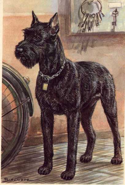 Giant Schnauzer - CUSTOM MATTED - Dog Art Print - German / NEW U