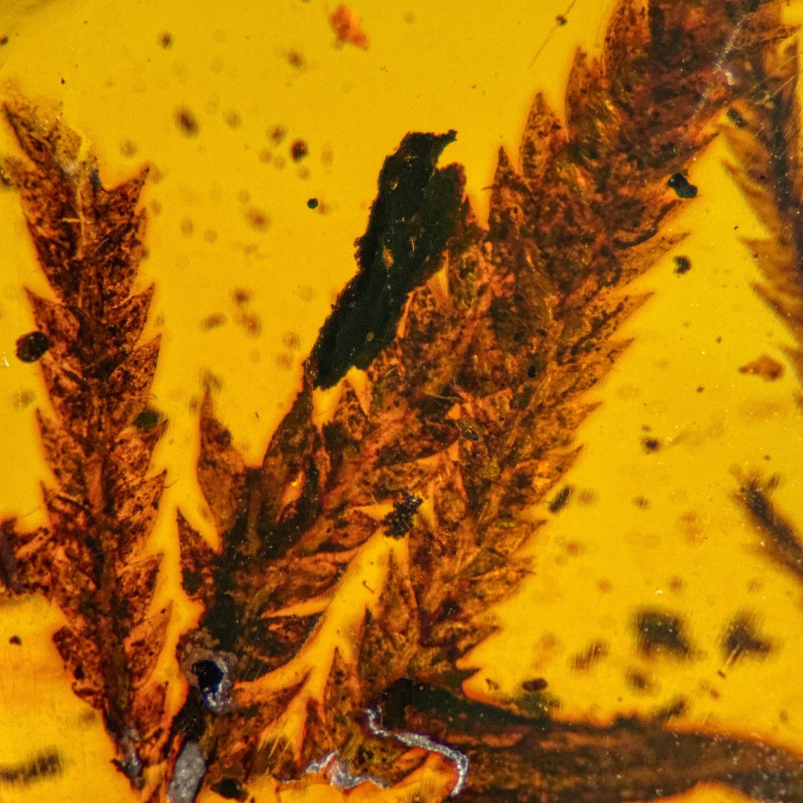 STUNNING LEAVES inclusion in Burmese / Burmite amber fossil / 100% genuine amber