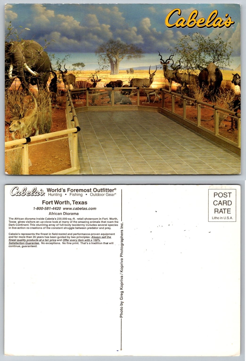 Cabela's Fort Worth Texas African Diorama Postcard Wild Animals Taxidermy