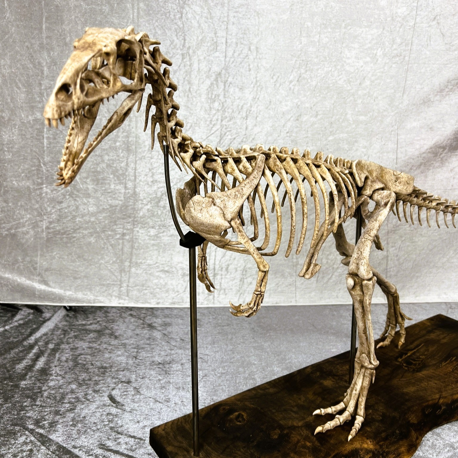 Masiakasaurus Life Size Skeleton Replica | Museum Quality | 160 cm / 5.2 ft