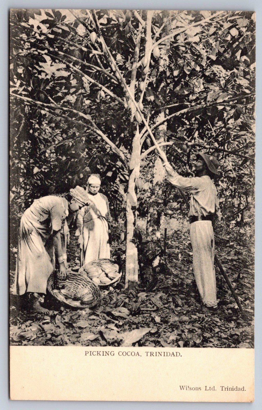 RPPC Trinidad West Indies Picking Cocoa Antique Real Photo Postcard