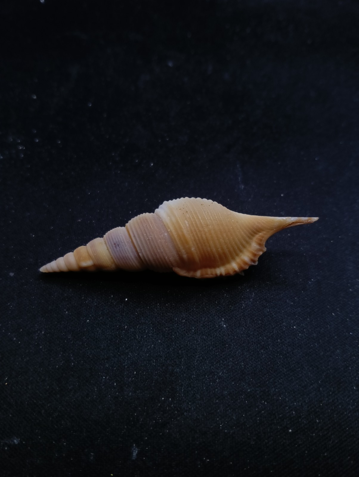 Tibia powisi 68mm seashell Sea shell. Beach #14352