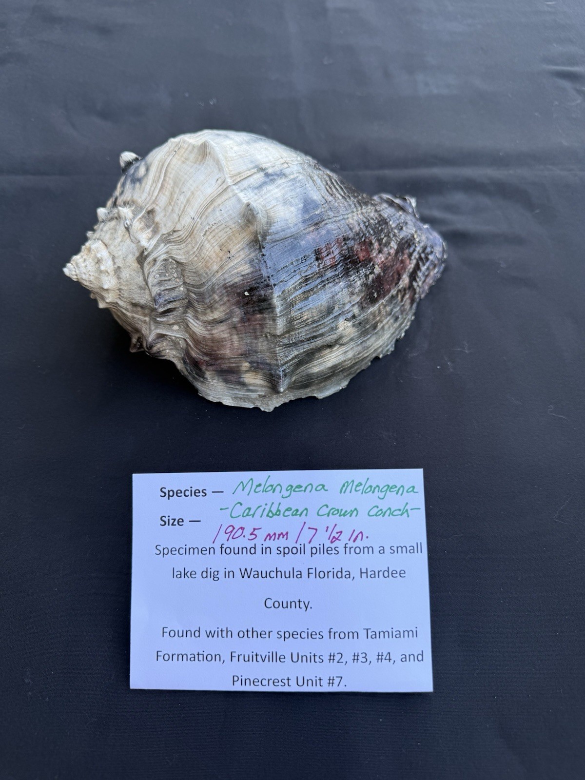 RARE fossilized Caribbean Crown Conch from central Florida - Pliocene era.