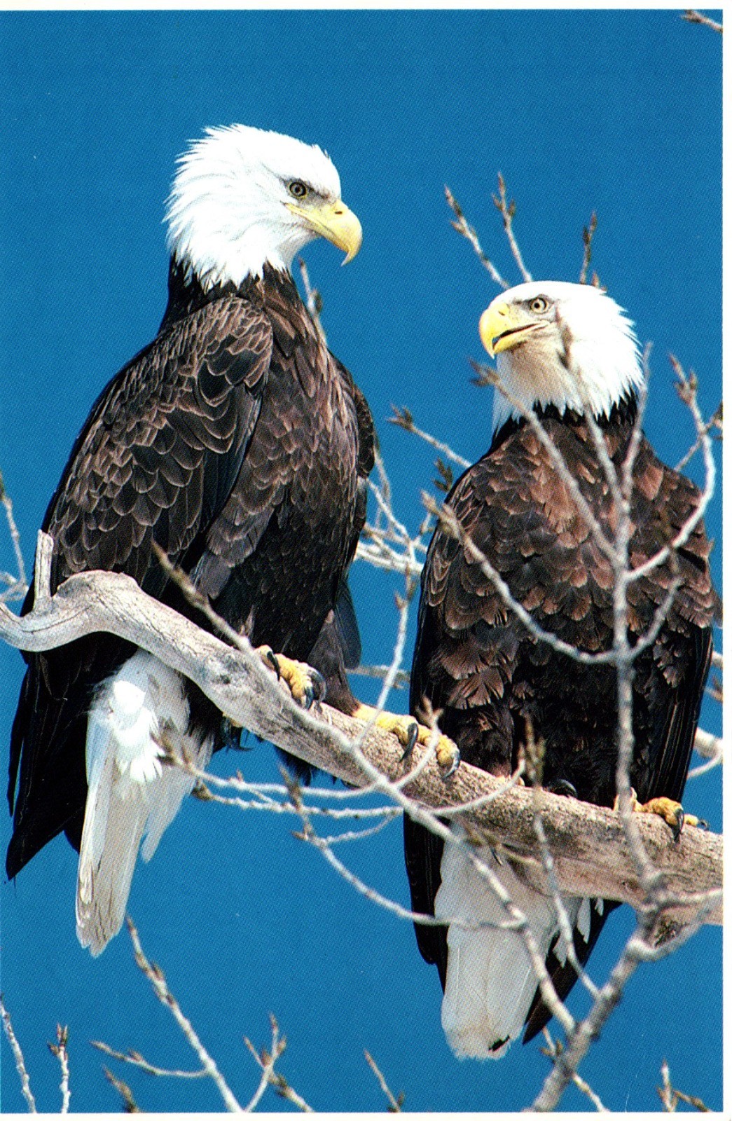 American Bald Eagle Postcard