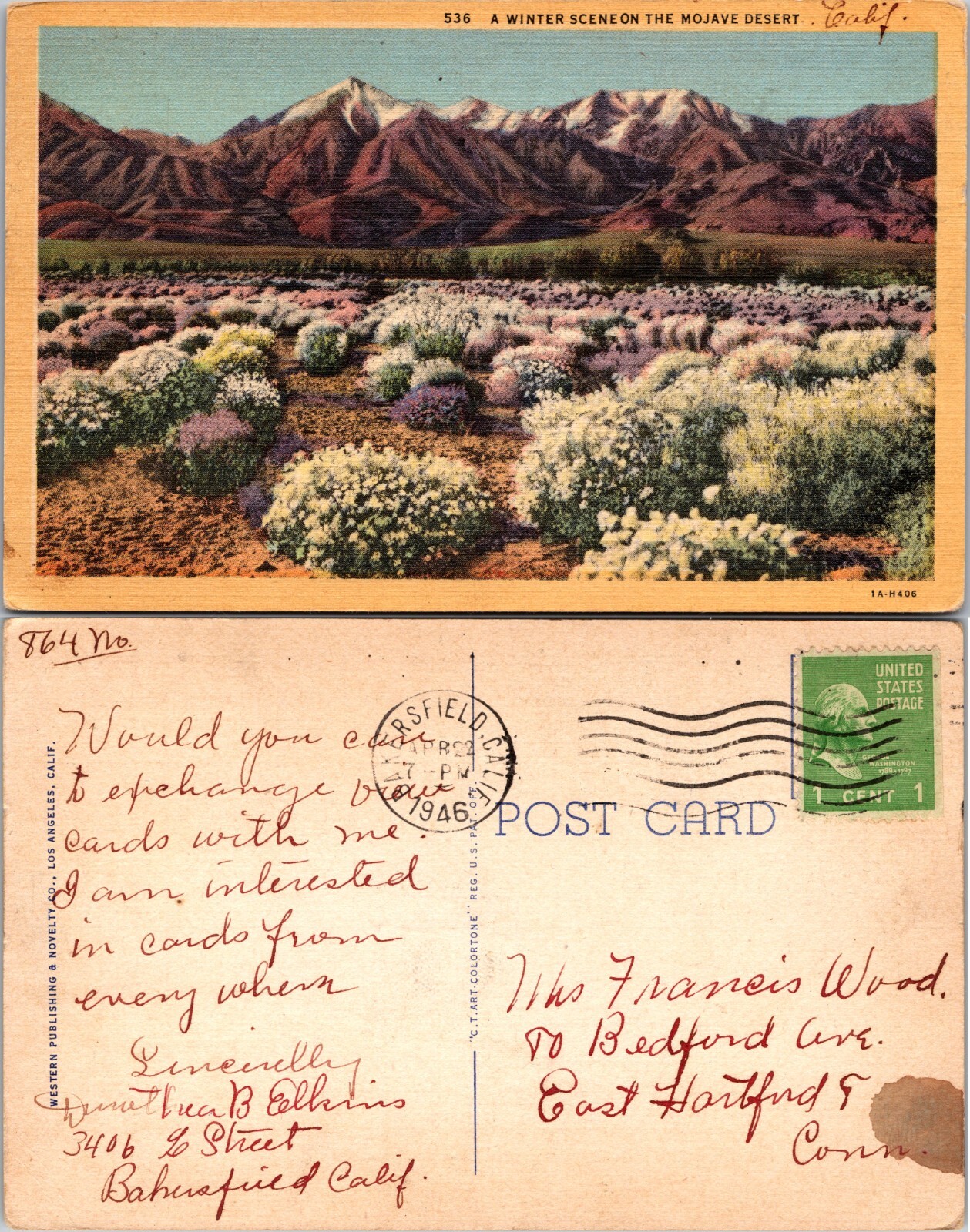 California Winter Scene Mojave Desert Wildflowers Postcard
