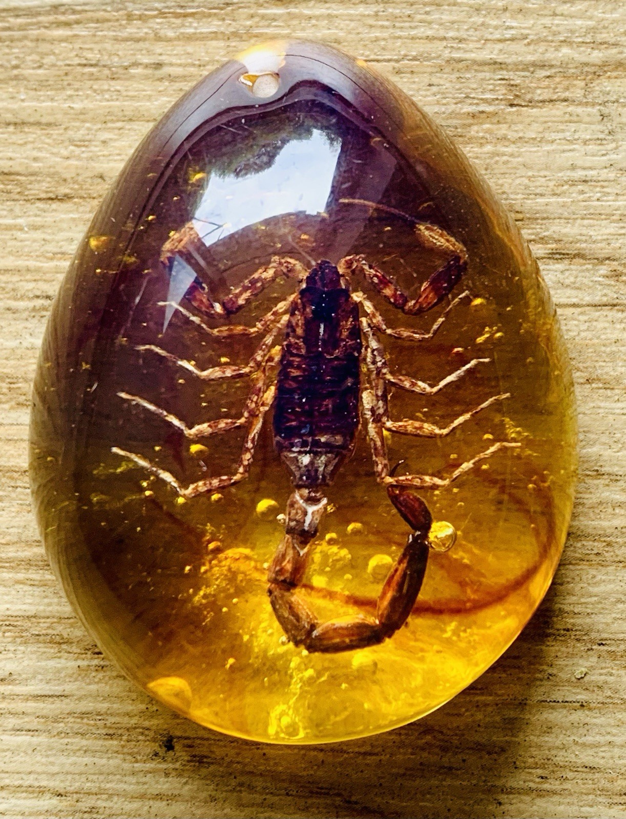 Polybern (Amber) Variety with Inclusion Scorpion 250 Million BC