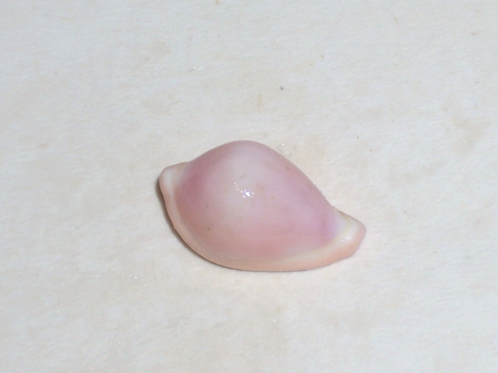 PSEUDOSIMNIA MEAT SPECIAL PINK, MUSTER