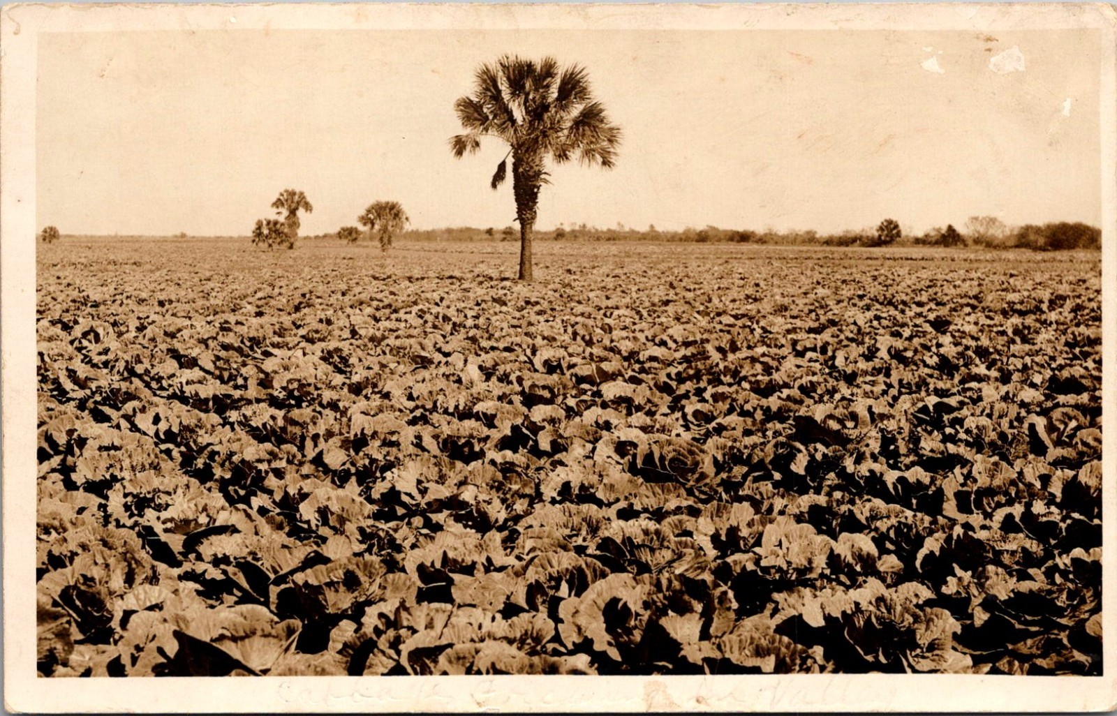 Vast Agricultural Field With A Solitary Palm Tree RPPC Real Photo Postcard TPR28