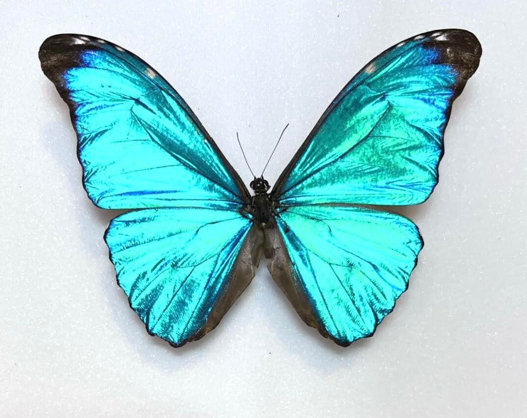 Morphidae Morpho absoloni A1 from PERU - #4326
