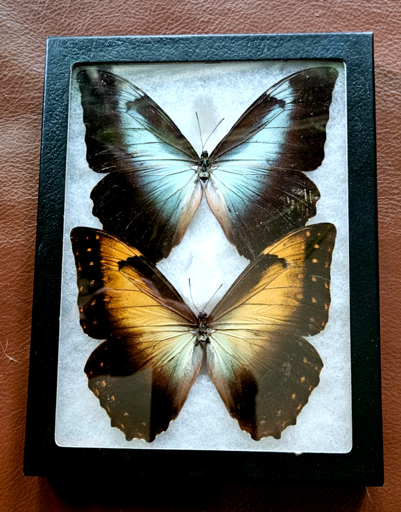 RARE PAIR-Morphos telemachus metellus & perseus  A- Orange  & Powder Blue SPREAD