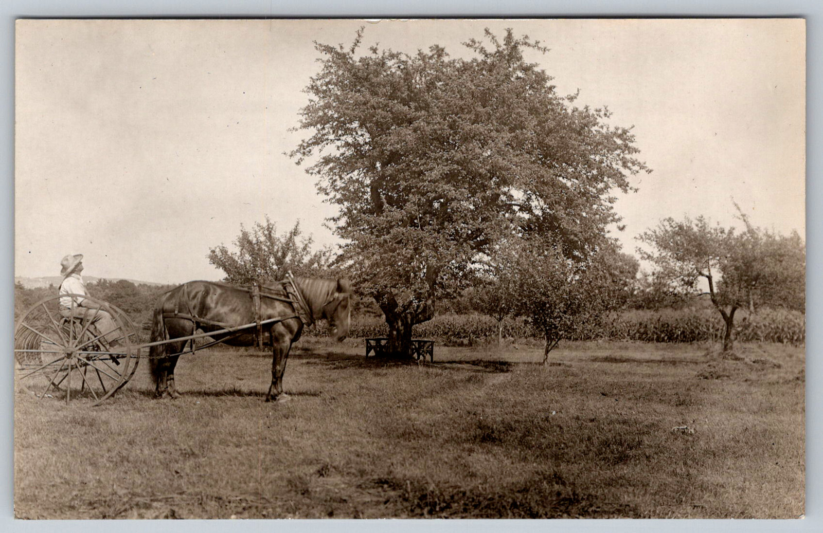 RPPC c1910s Farmer Operating Horse Drawn Dump Hay Rake Postcard