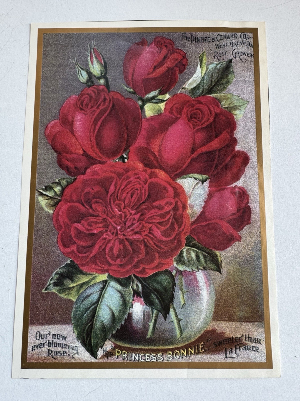 Antique Princess Bonnie Rose Growers Trade Card Dingee Conard West Grove PA LG
