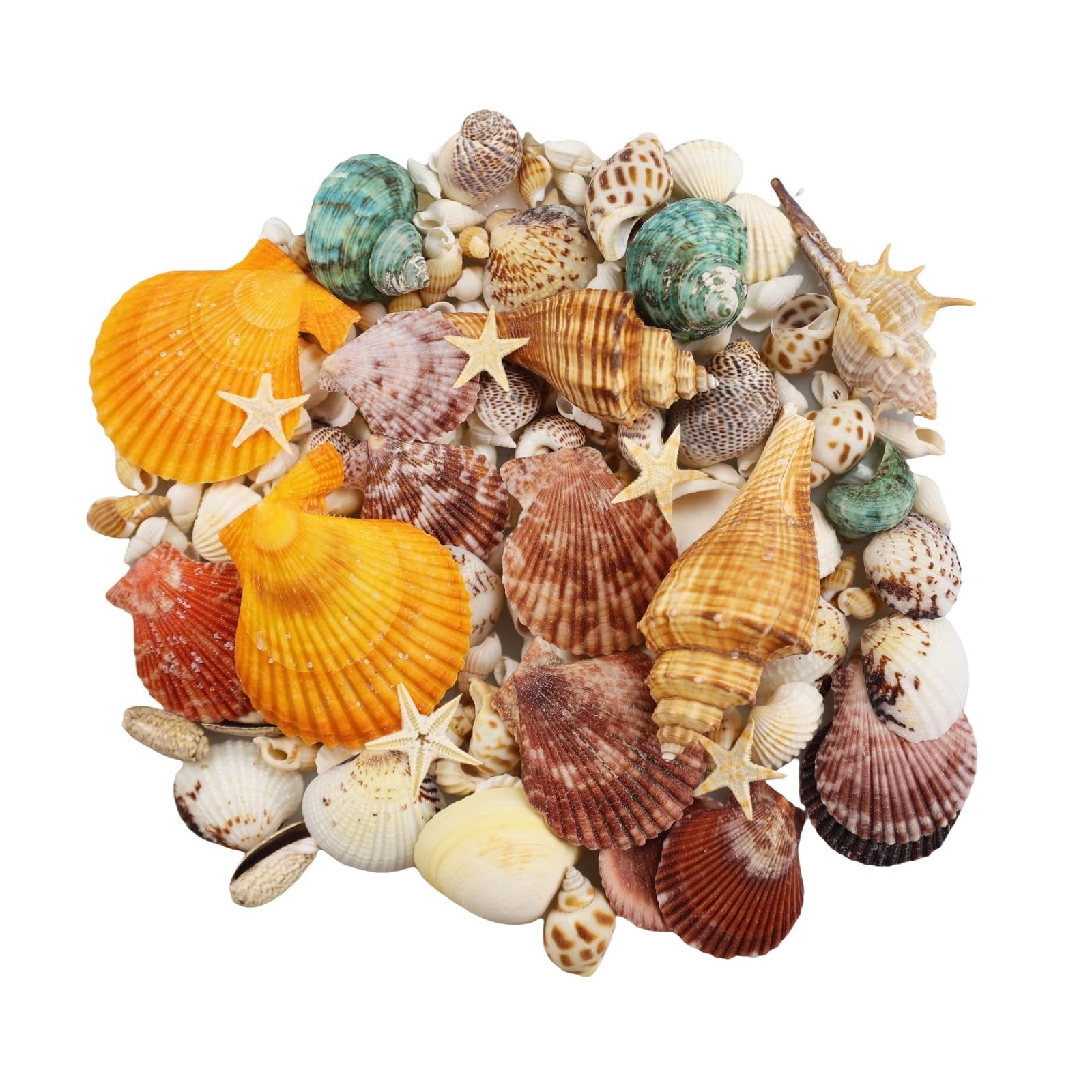135 PCS Sea Shells Mixed Beach Seashells Starfish, Colorful Various Sizes Natura