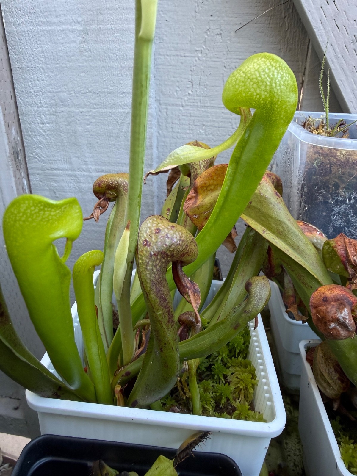 SEEDS Darlingtonia California Cobra Lily - Carnivorous Plants