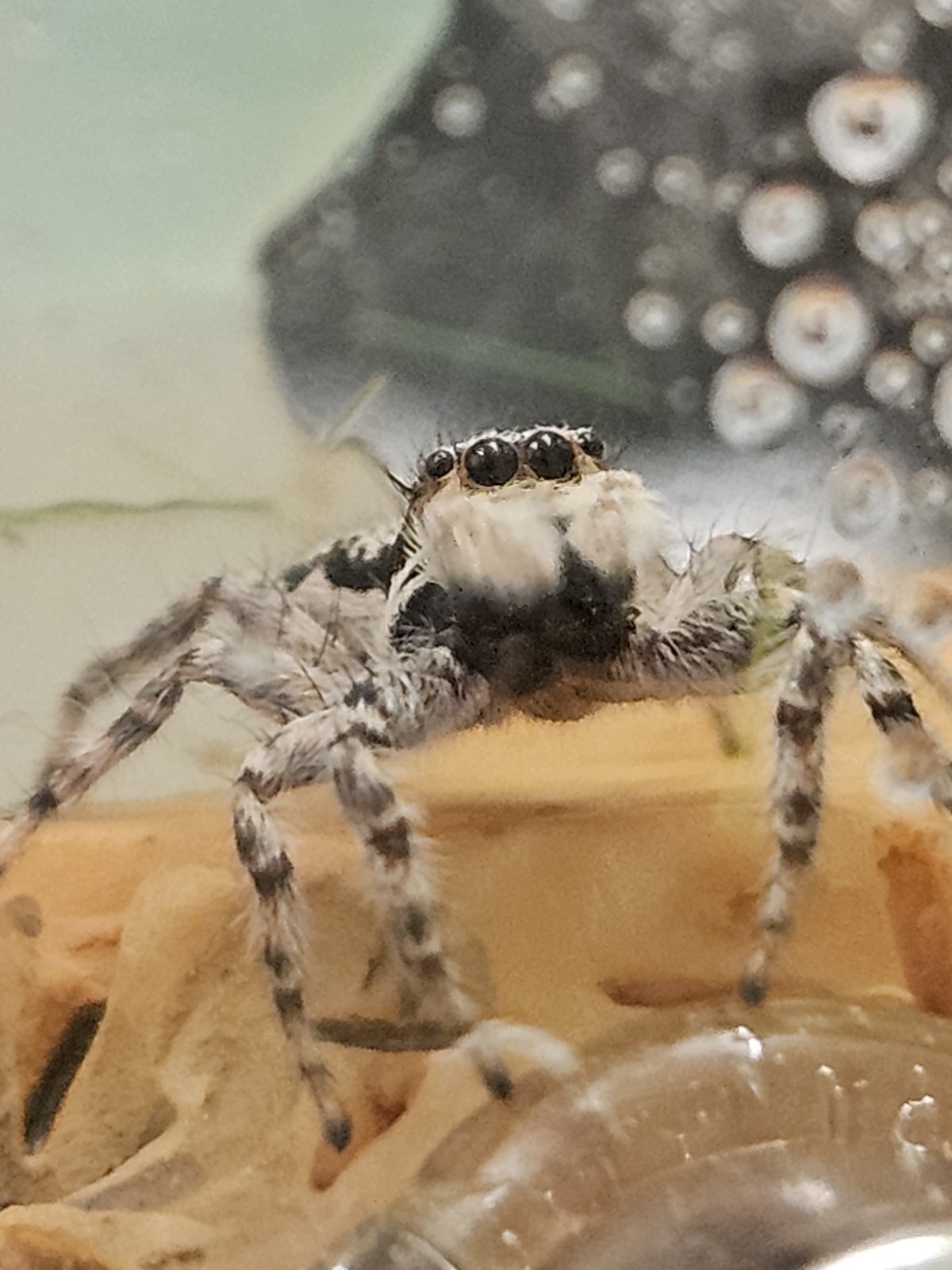Jumping Spider Female | Jumping Grey spider.