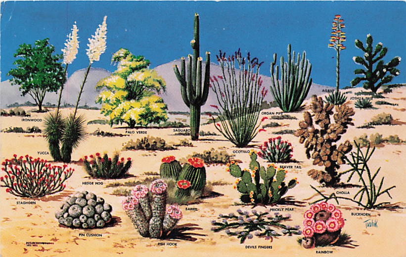 Postcard AZ: Cacti and Desert Flora of the Great Southwest Posted 1960