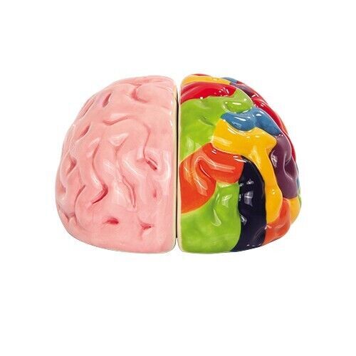 PT Left and Right Brain Salt and Pepper Shakers Set