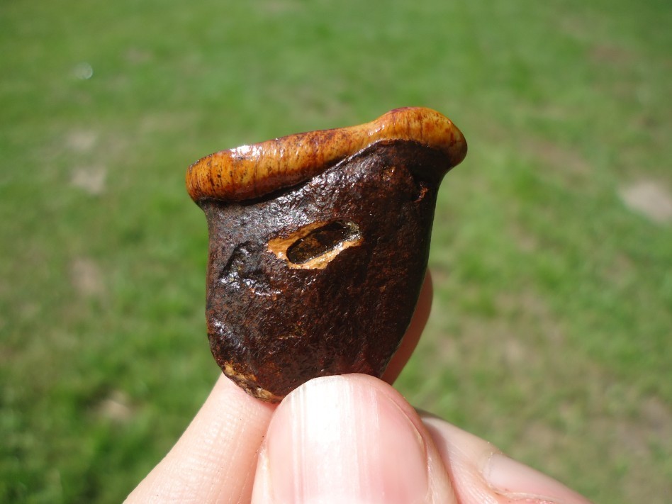 BEYOND RARE MENOCERAS TOOTH FLORIDA FOSSILS ICE AGE EXTINCT JAW BONE SKULL TEETH