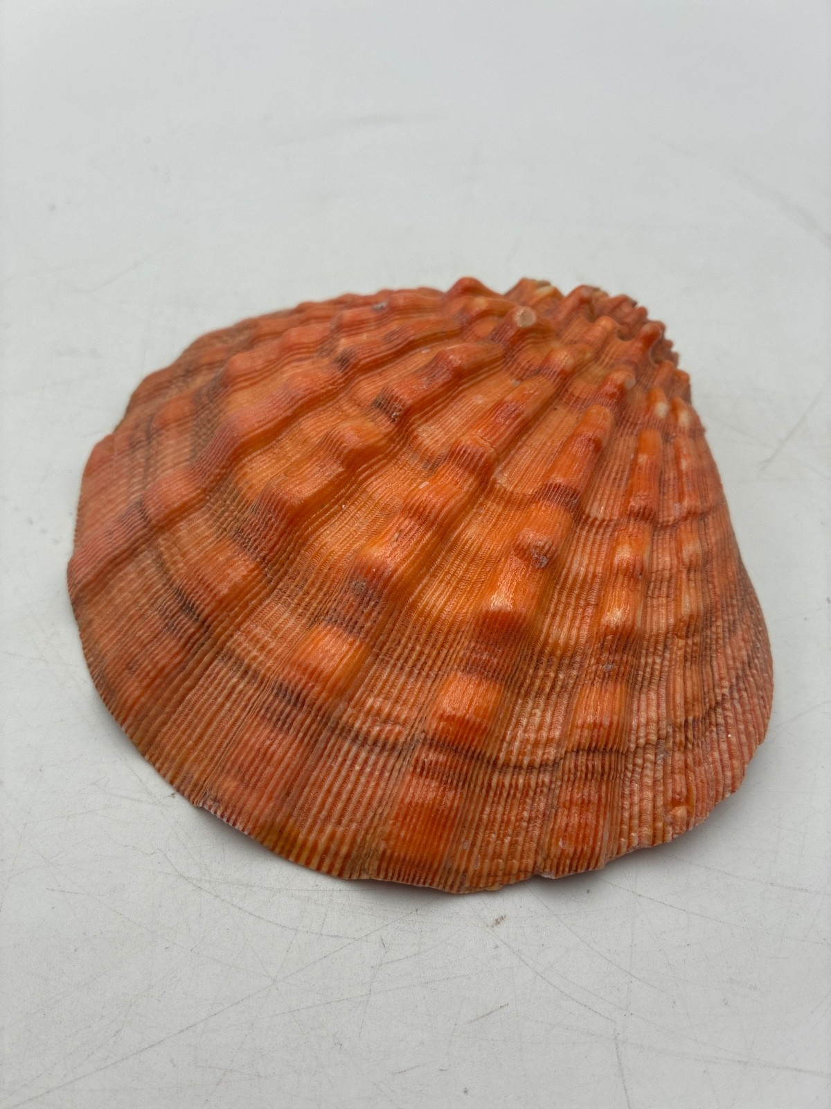 Beautiful~Large~5.25 Inch~Lion's Paw Shell~Scallop Shell~Natural Seashell~Purple