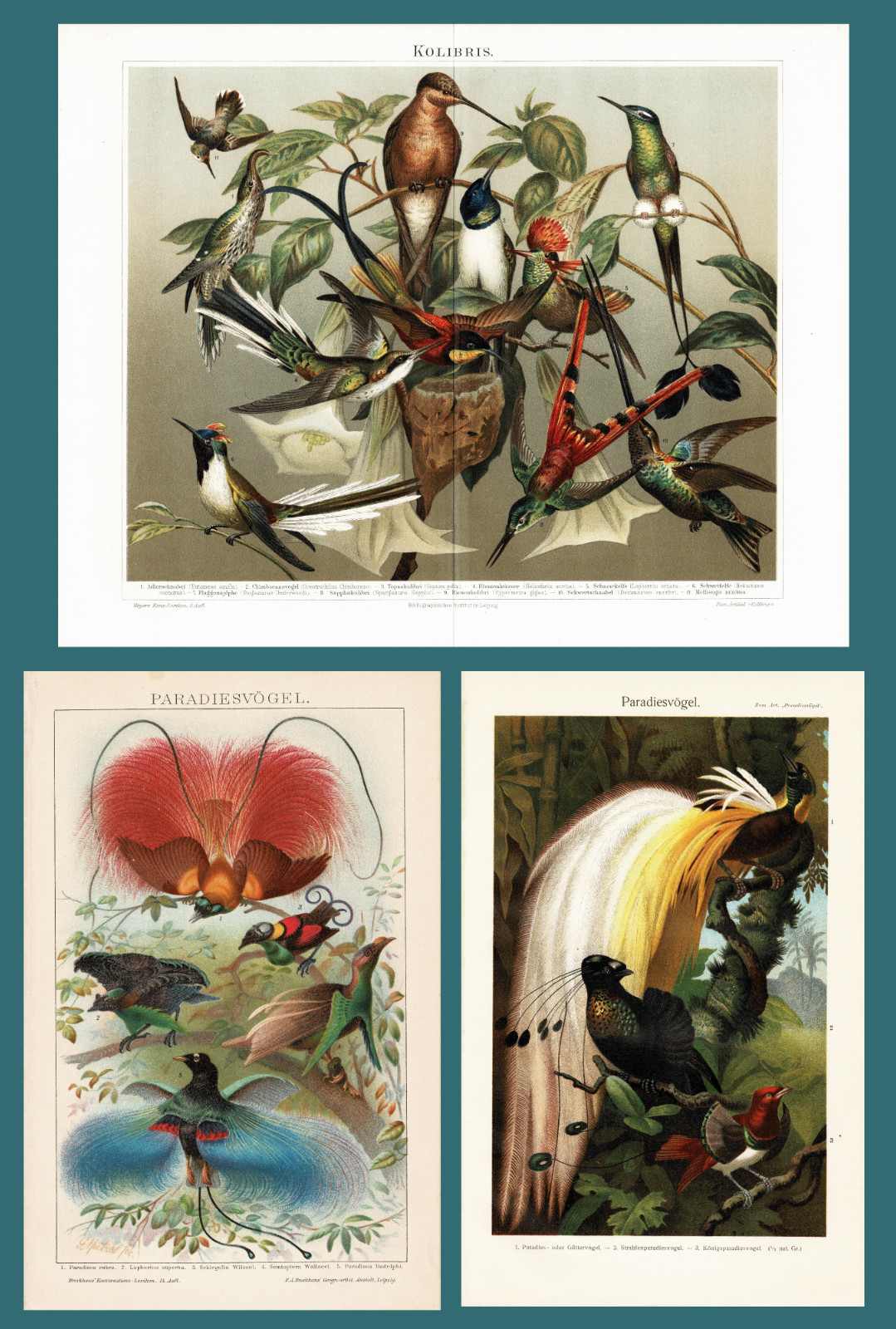 Set of 3 Antique Chromolithographs Hummingbirds Birds of Paradise c. 1895