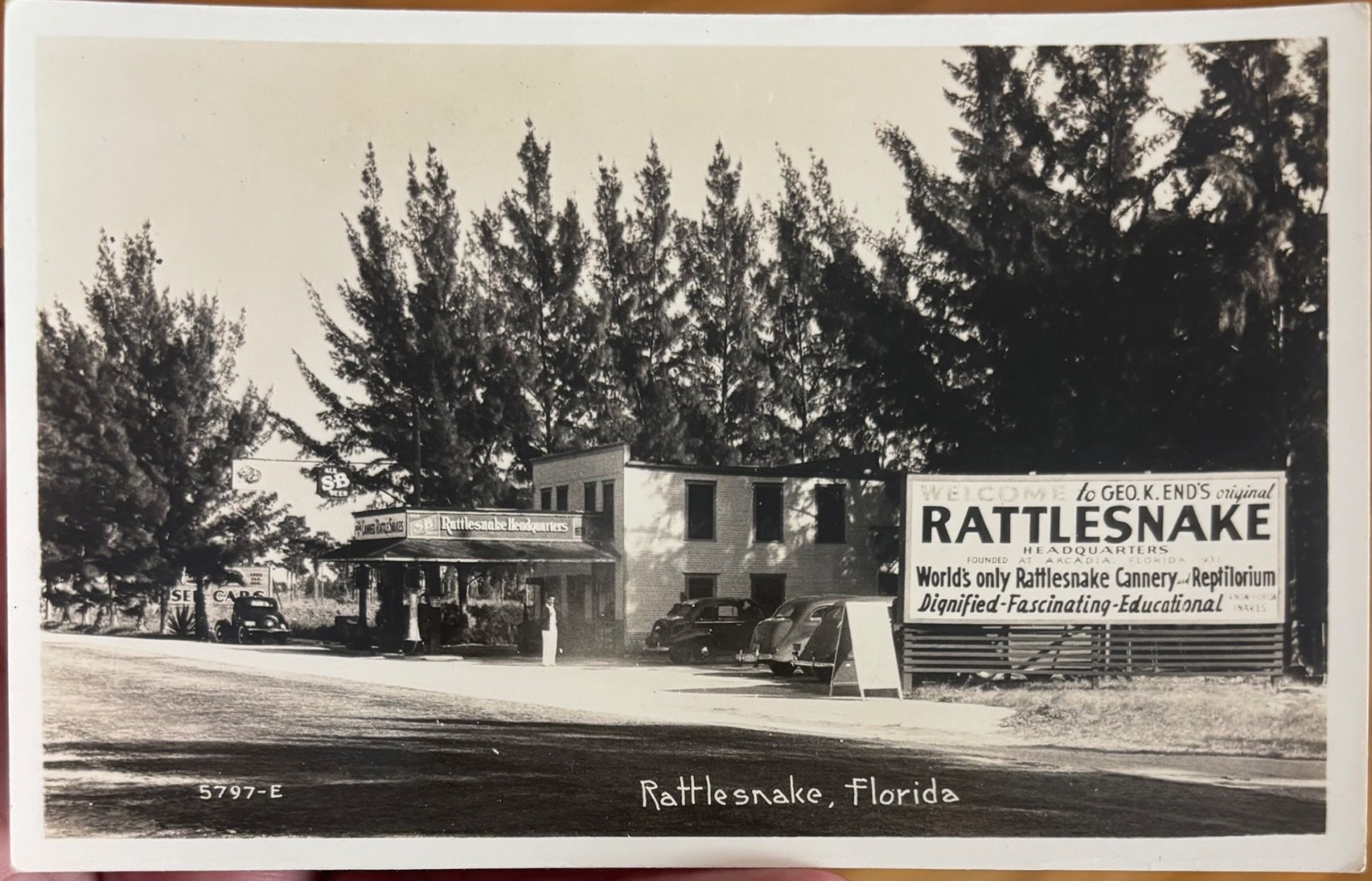 Vintage c1940 Rattlesnake Florida (Tampa) Real Photo Postcard FLA Roadside