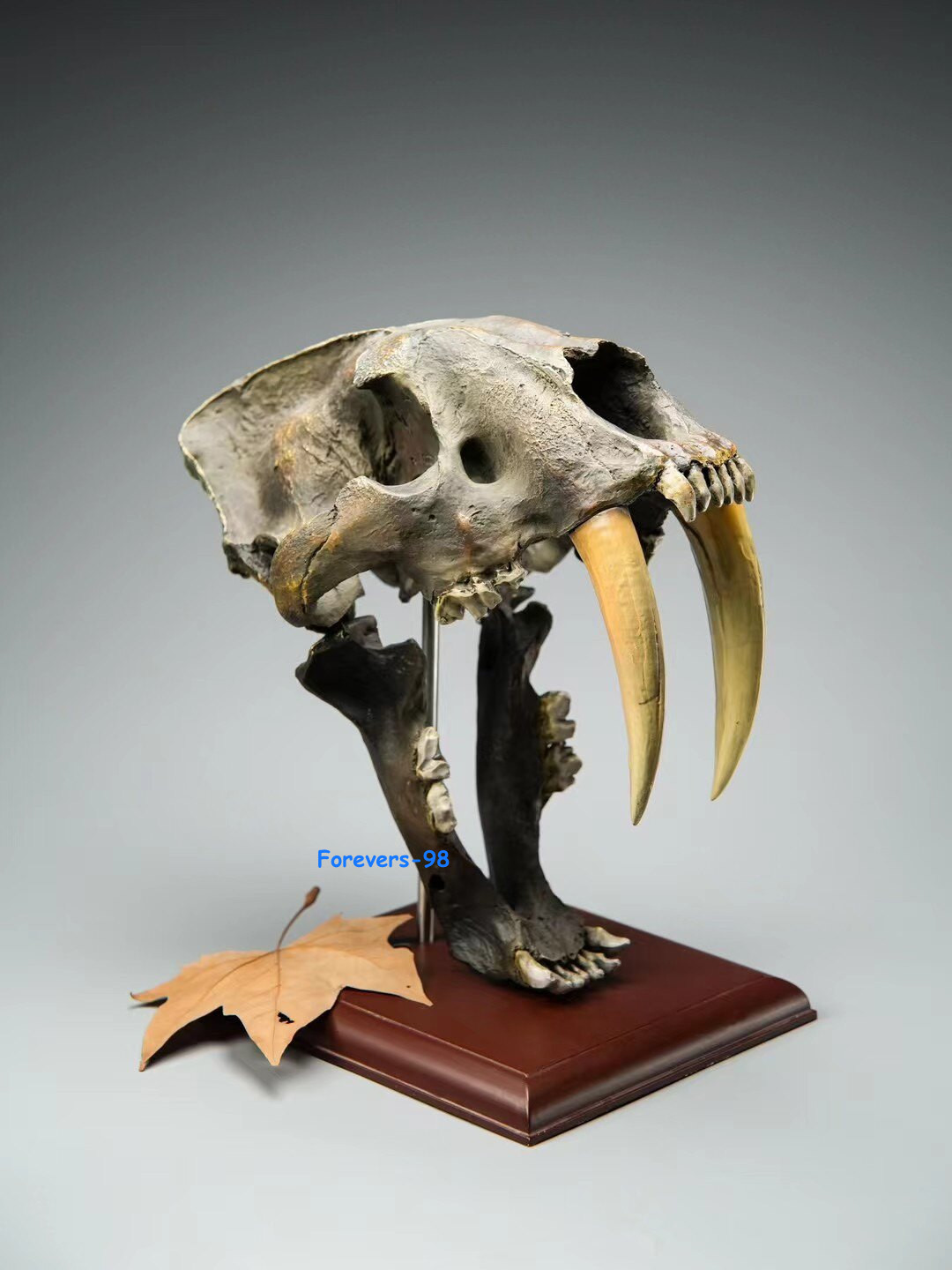 1:1 Smilodon Saber-Tooth Tiger Skull Resin Fossil Replica Model Collection