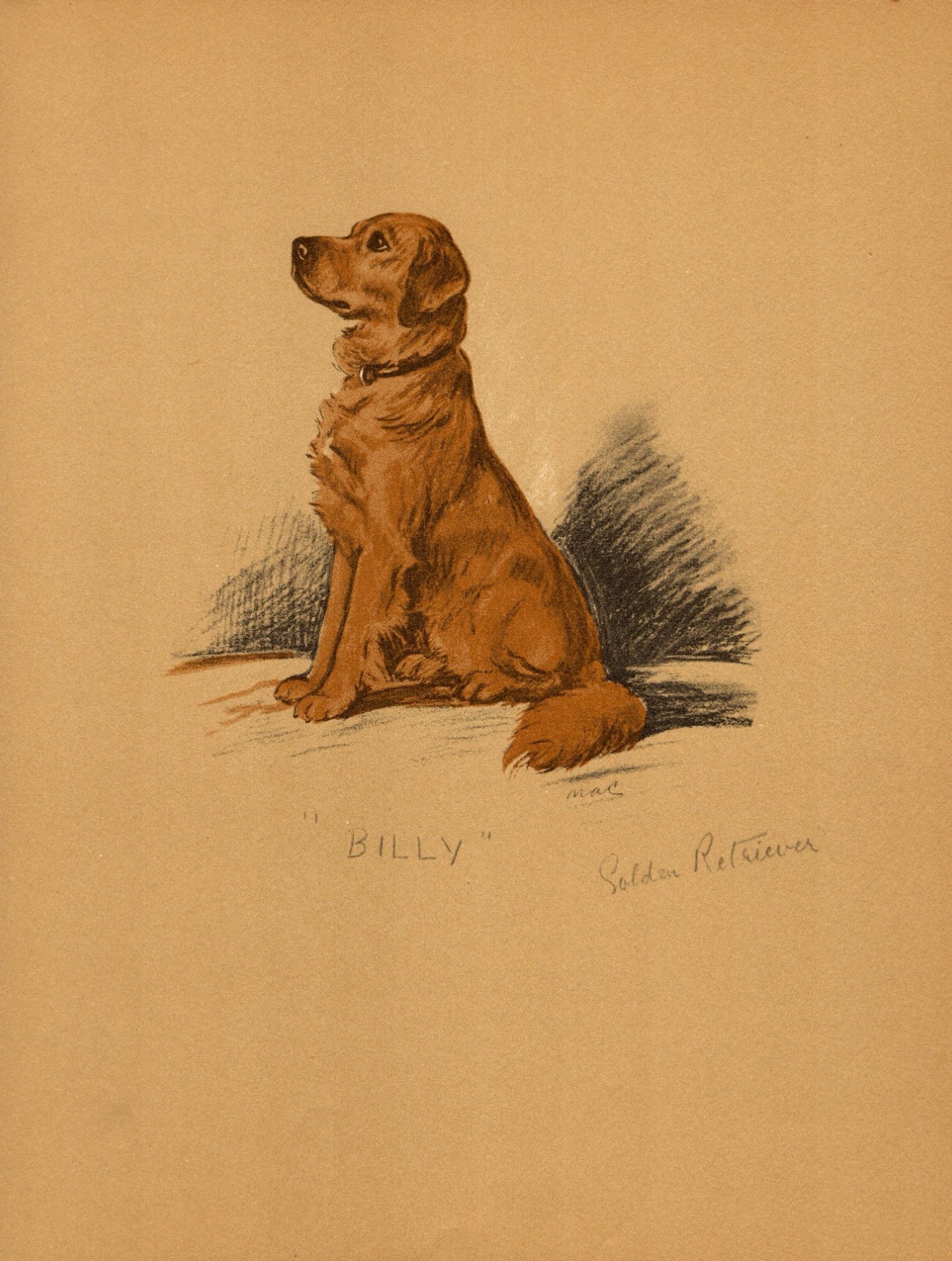 1930s Vintage Lucy Dawson Golden Retriever Print Golden Retriever Art 6920p
