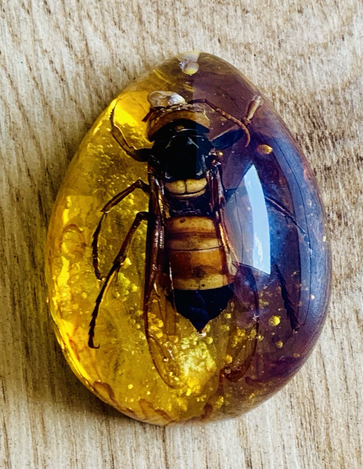 Polybern (Amber) Variety Giant Honey Bee Inclusion prehistoric 110 Million BC