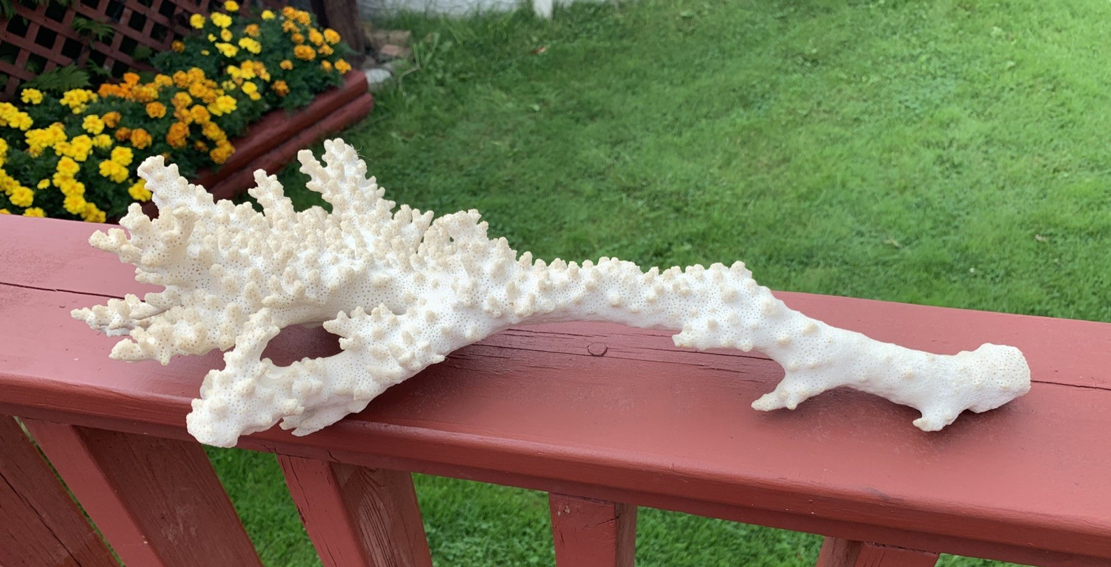 Extra Large Natural White Coral Branch 19x12x4 Sea Aquarium Specimen Vintage