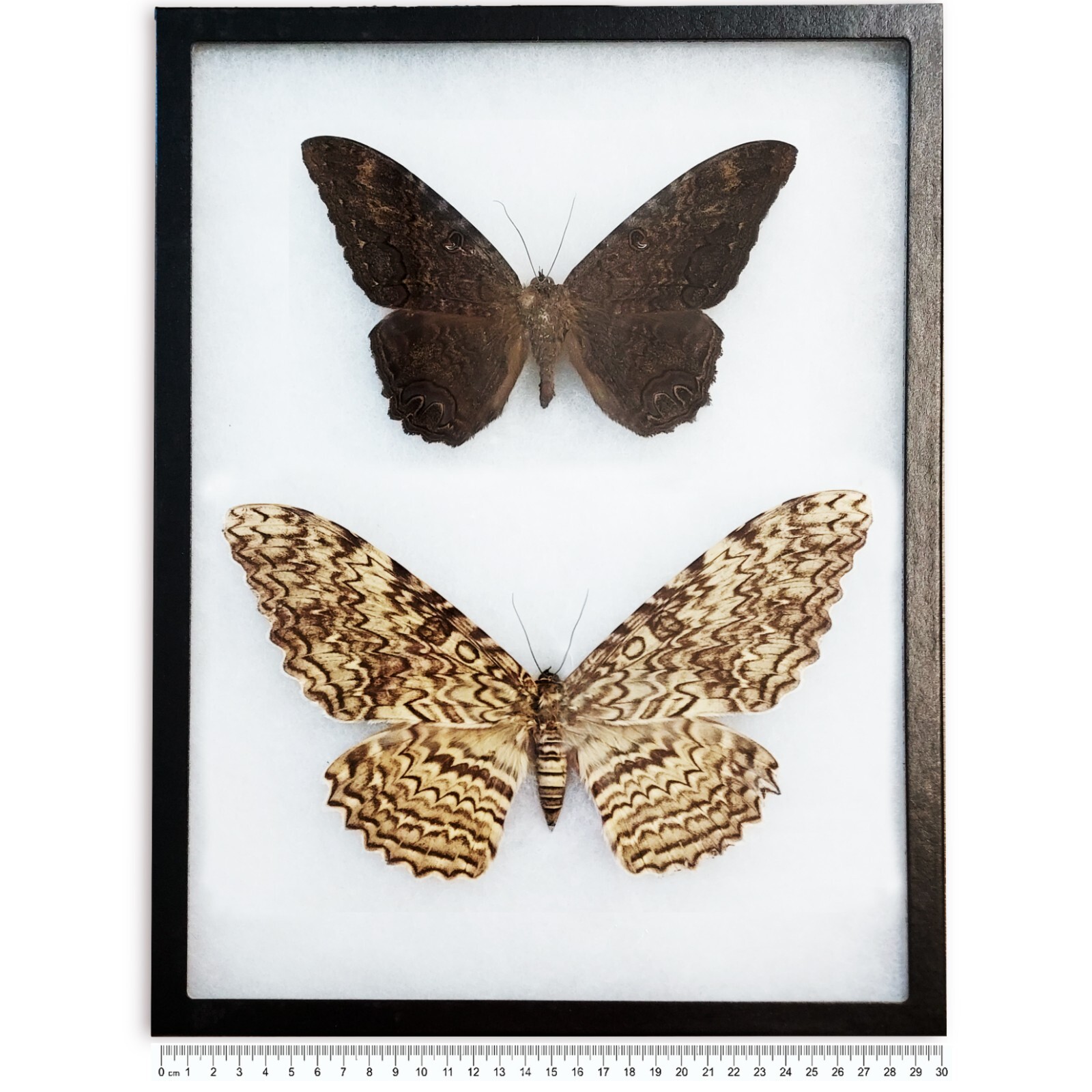 Ascalapha odorata black witch Thysania agrippina white witch moths PAIR FRAMED