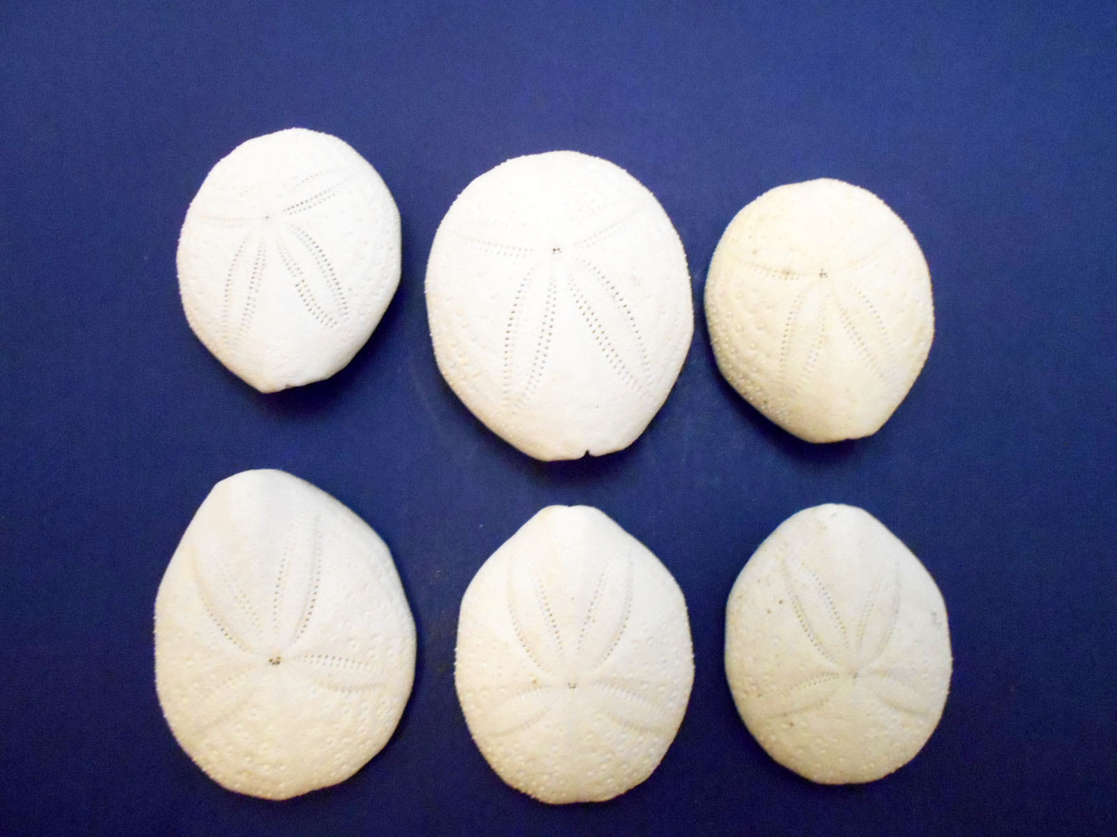 6 Beautiful White Puffer Sea Biscuits Shell Sand Dollar Beach Crafts Nautical.