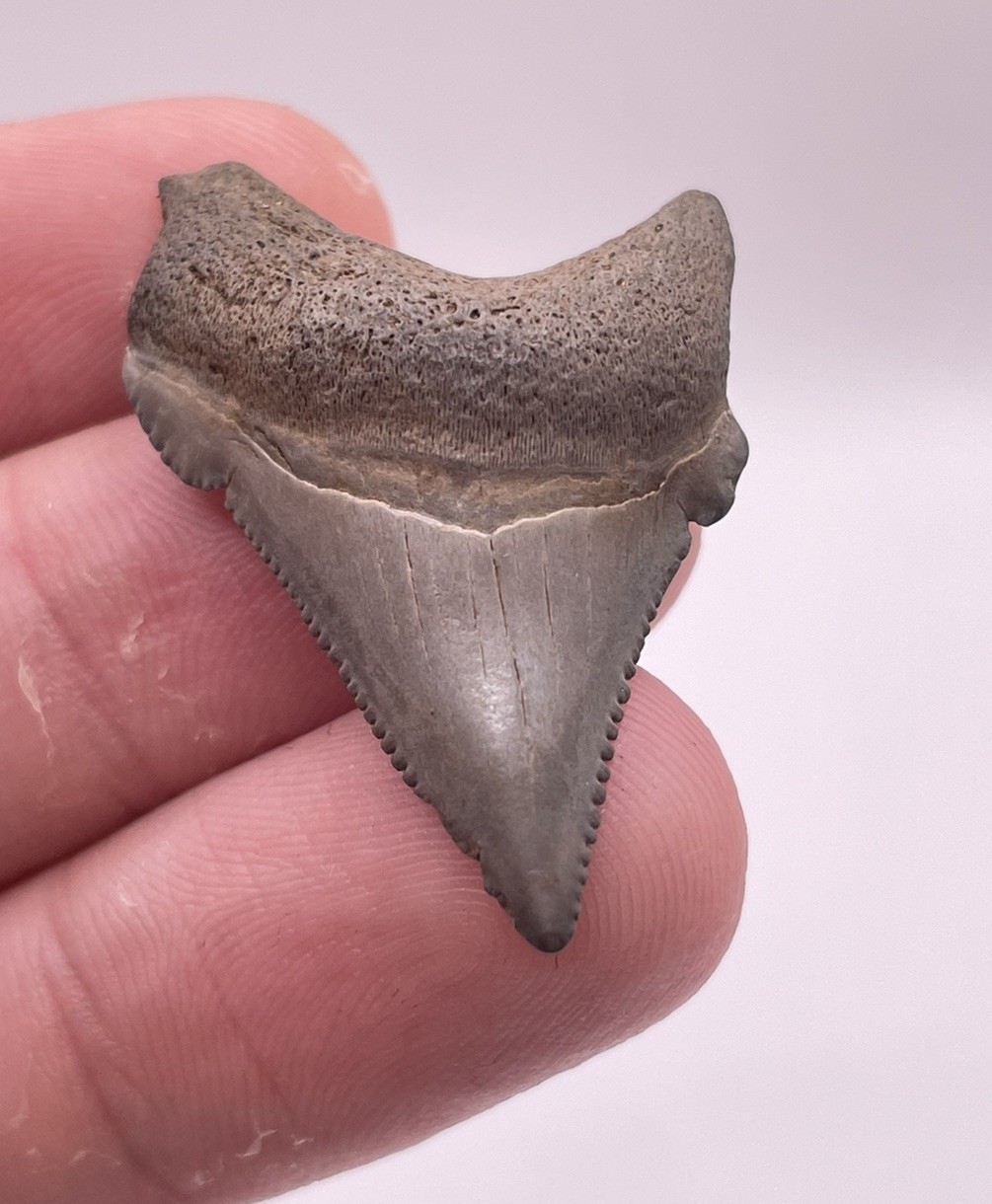 Deformed Pathological Angustiden Shark Tooth Fossil 1.49” (Megalodon Ancestor)