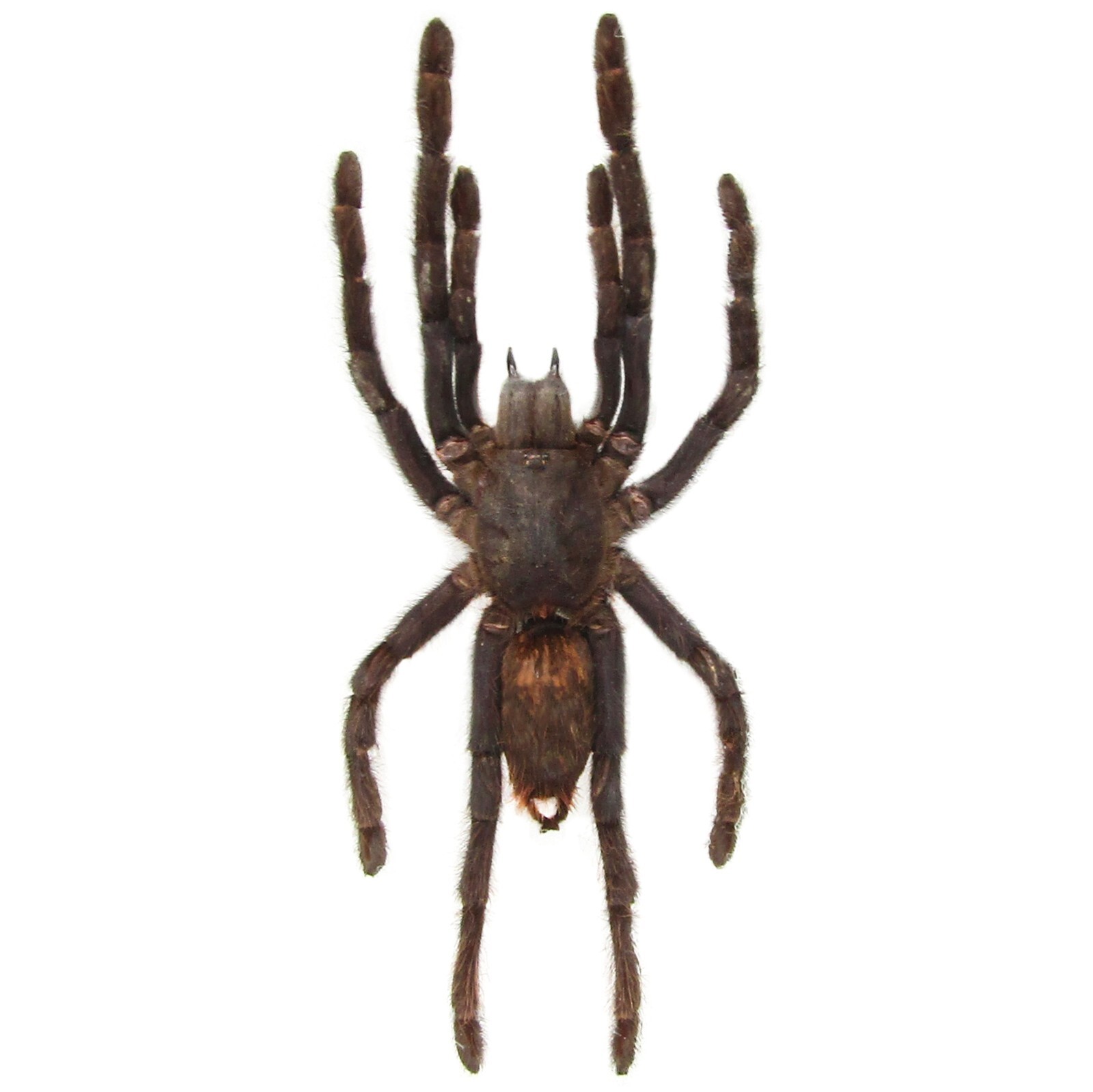 Haplopelma minax SPREAD tarantula Thailand PACKAGED