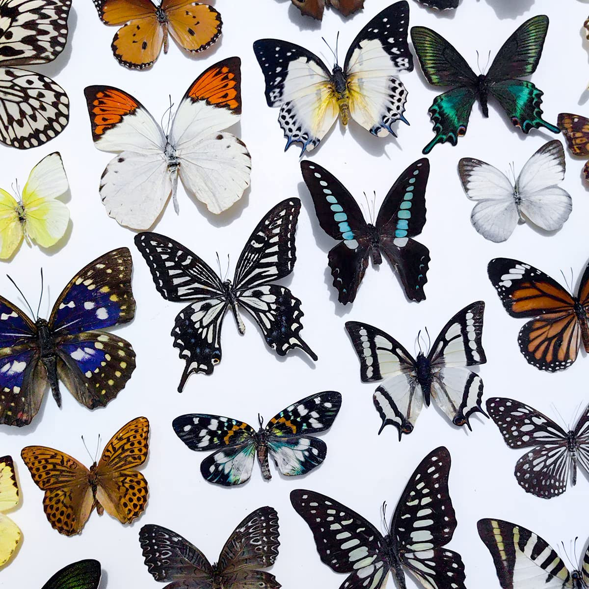 20Pcs of Real Dried Dead Butterflies with Spread Wings Shaped Natural